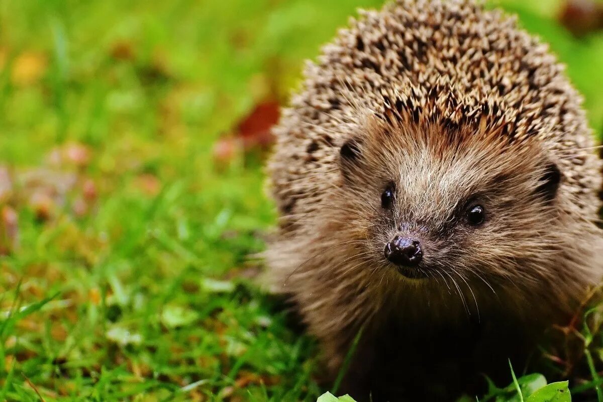 Африканский карликовый ёж на белом фоне. Ежик. Hedgehog his. Африканский алжирский еж. Ежики белобрюхие.