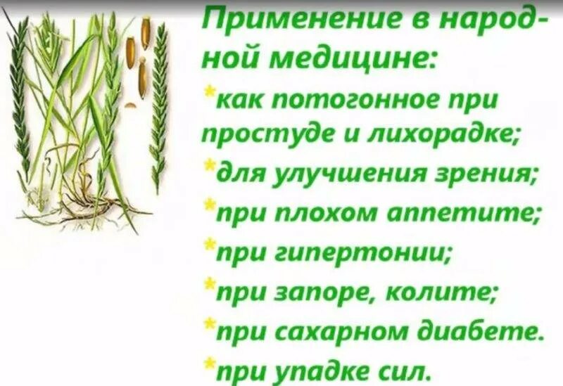Пырей для людей. Пырей ползучий корневище. пырей ползучий корень. пырей ползучий лечебные свойства корневища. лечебная трава корешки пырей.
