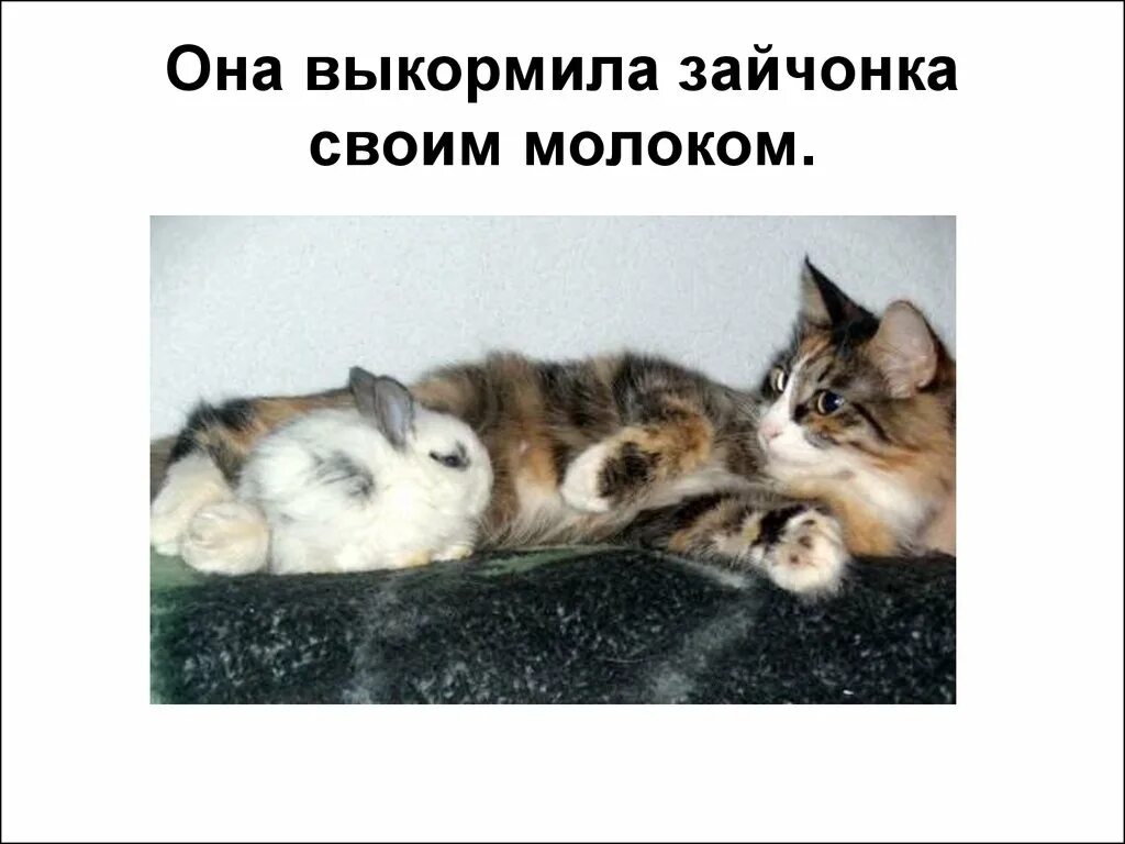 Изложение 3 класс по русскому кошкин выкормыш. Кошкин выкормыш. бианки кошкин выкормыш. кошкин выкормыш 3 класс. кошка выкармливает зайчонка.