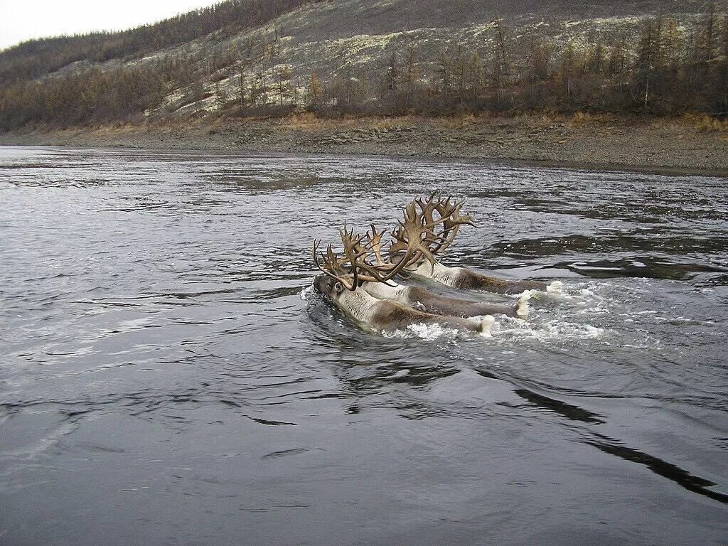 Охота якутске