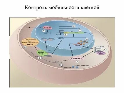 Автономный элемент