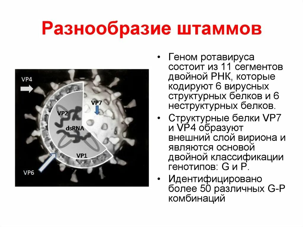 Где нет ротавируса на черном. Строение вируса ротавируса. строение вириона ротавируса. ротавирус морфология вириона. ротавирус строение.