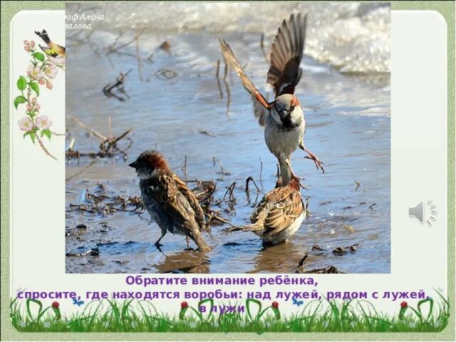 Аппликация воробьи в лужах. Аппликация воробушки в лужах. Воробьи в лужах аппликация в средней. Воробьи в лужах средняя группа.