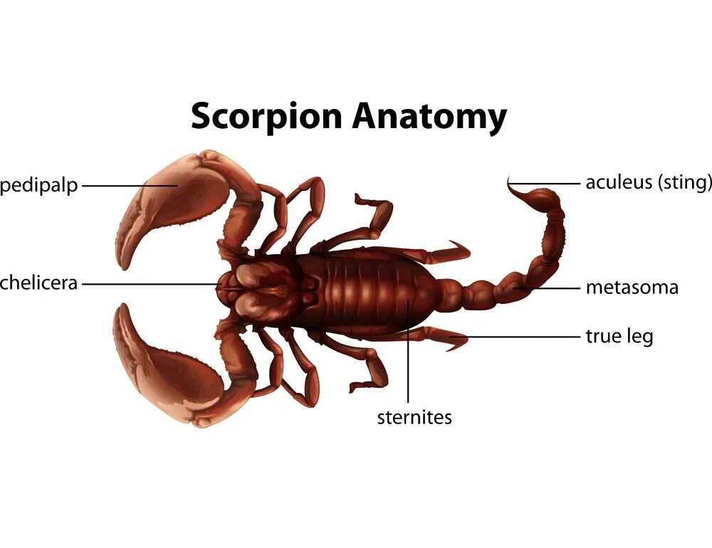 Строение клешни скорпиона. Внутренне строение скорпиона. Скорпион строение тела. Внешнее строение скорпиона.