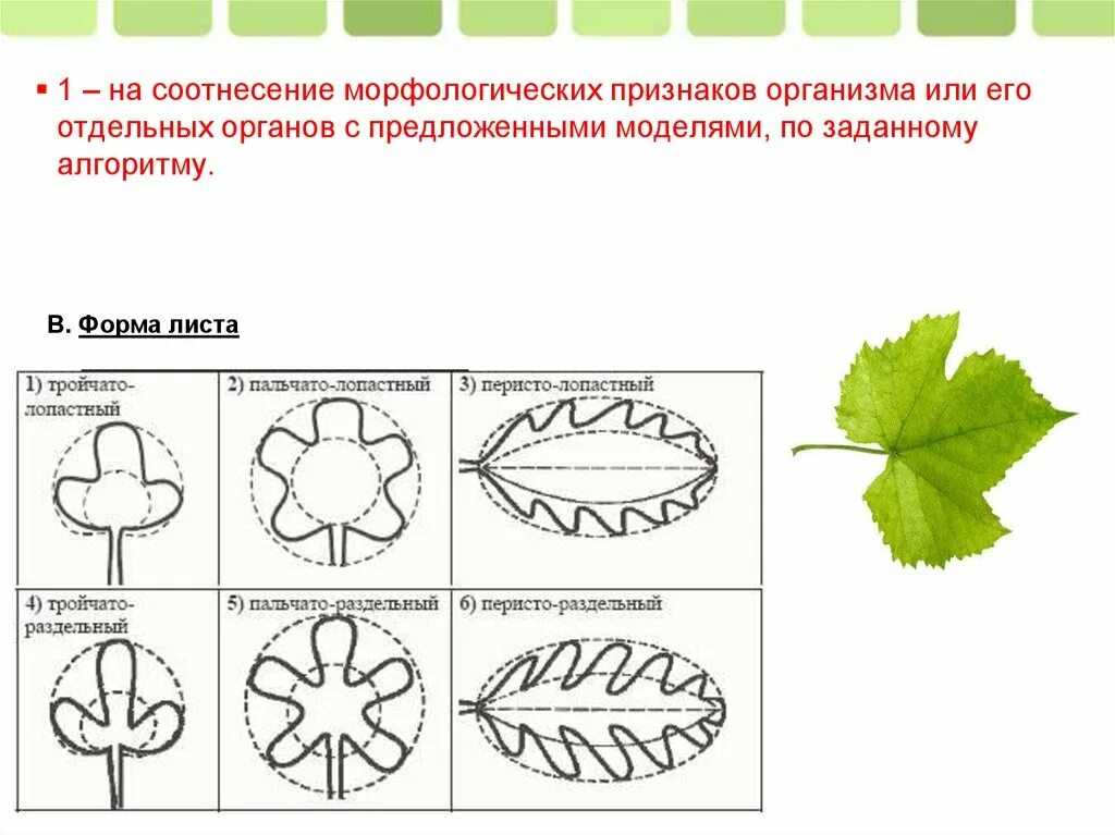 Форма листа калины. Форма листа калины биология. Типы листьев. Листья по форме листовой пластинки. Перисто лопастный лист.