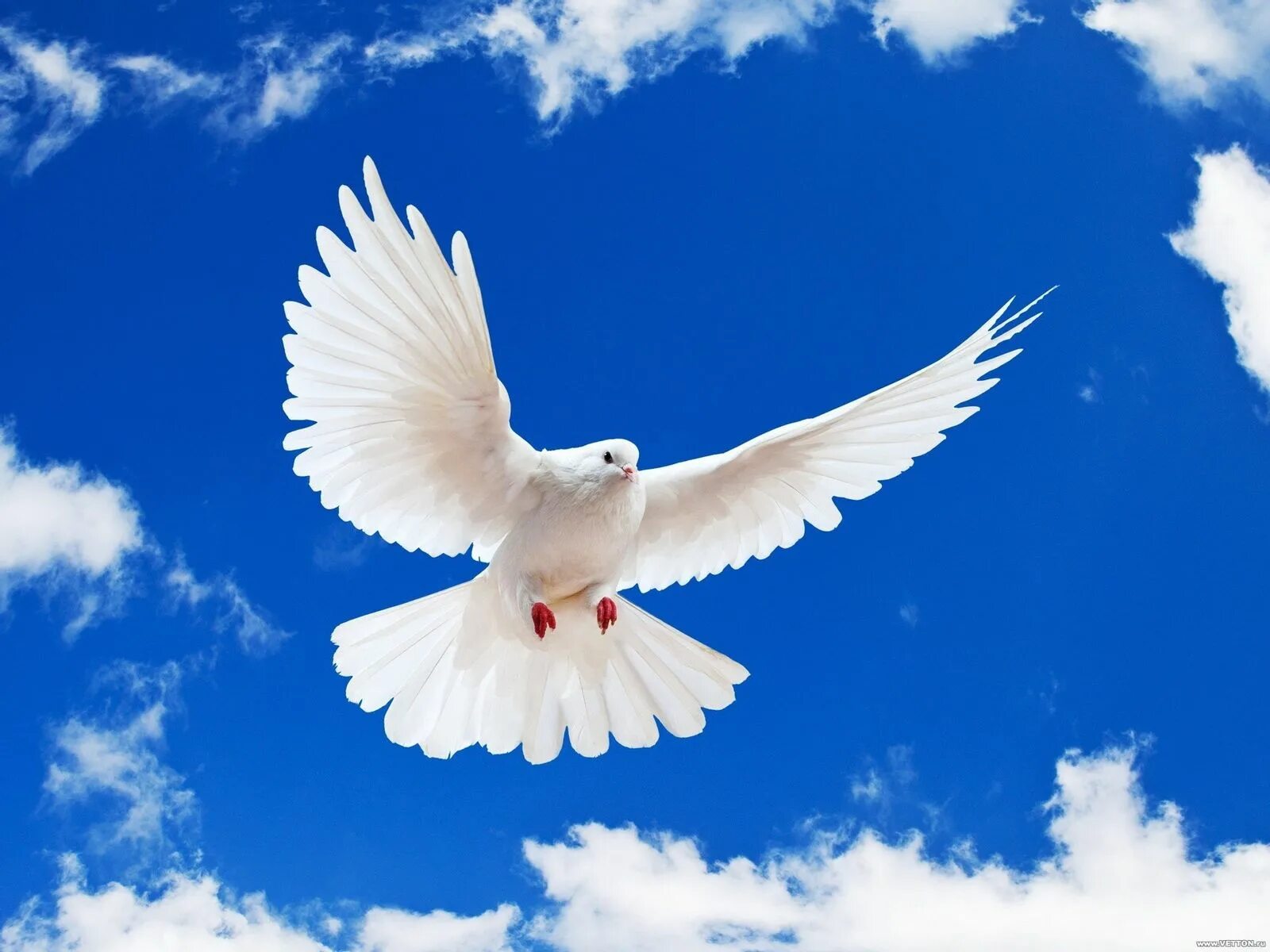 Благословляю вас добром. Белый голубь. Белая птица. Голуби в небе. Голубое небо с голубями.