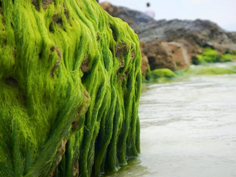 Водоросли дона. Термофильные водоросли. Аэрофитные водоросли. Водоросль Spirulina Major. Сине зеленый водоросли на Камчатке.