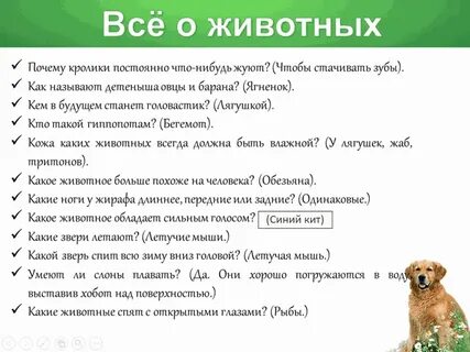 Животные вопросы о них