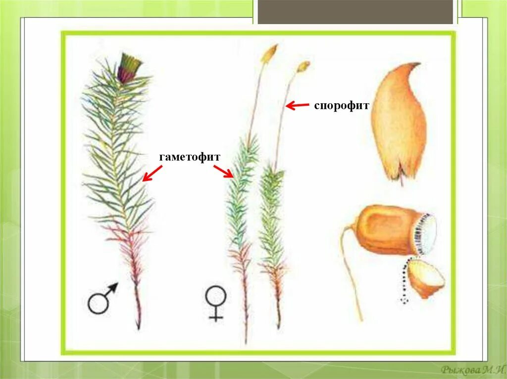 Однодольные хвойные. Спорофит Кукушкина льна рисунок. Строение гаметофита Кукушкина льна. Строение гаметофита и спорофита Кукушкина льна. Спорофит мха Кукушкин лен.
