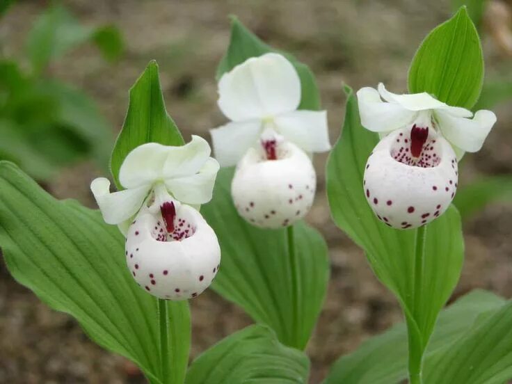 Башмачок macranthos. Венерином башмачке. Белый башмачок. Венерин башмачок пушистый (cypripedium pubescens). Венерин башмачок - cypripedium.