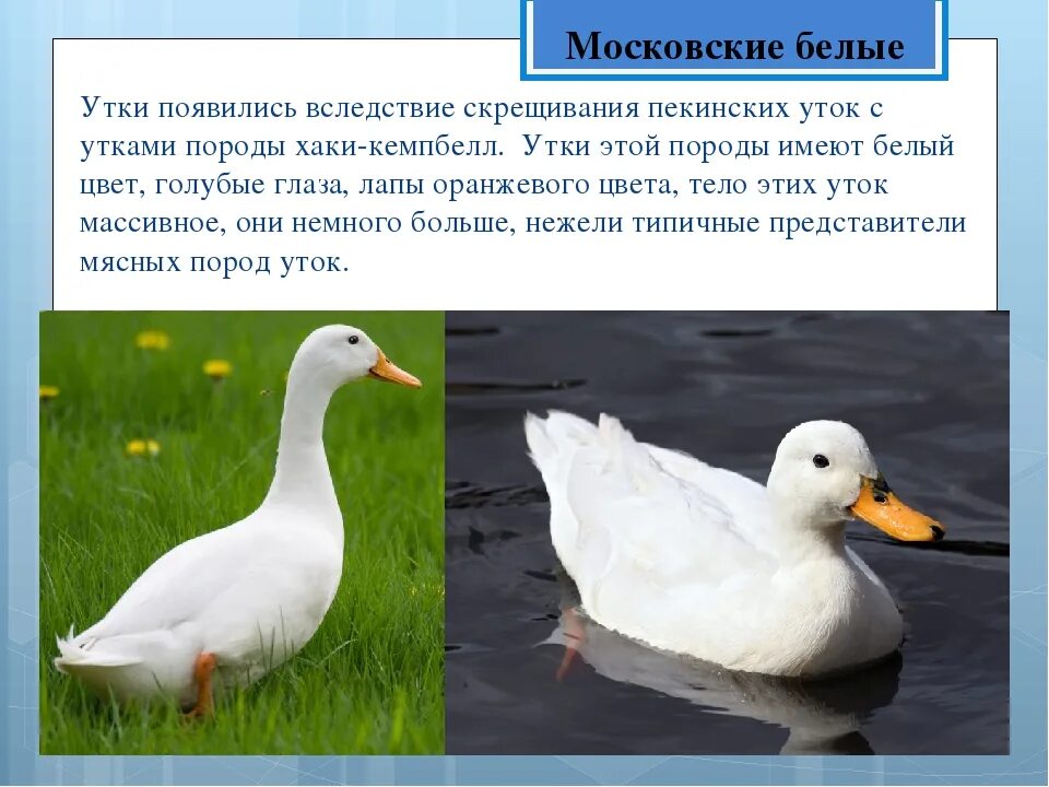 Утки пекинской породы. Утка пекинская широкогрудая. Пекинская порода уток. Утка белая.