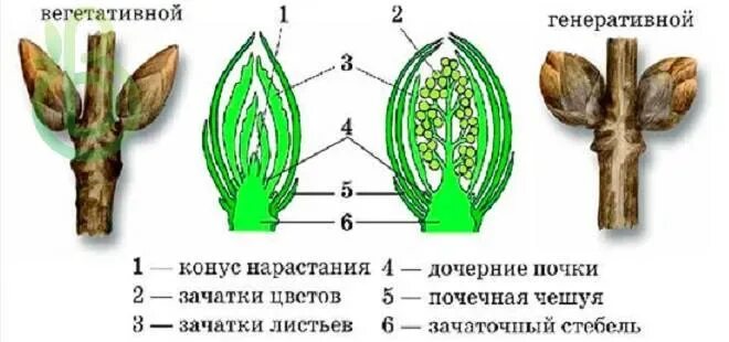 Как называется почка несущая зачатки