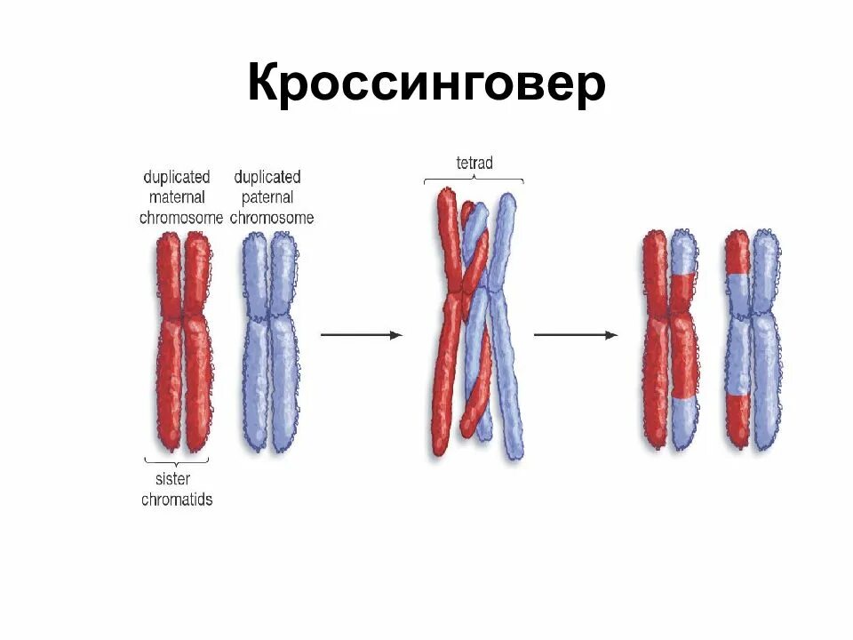 Схема кроссинговера хромосом. Конъюгация и кроссинговер. Кроссинговер в мейозе. Кроссинговер рисунок.