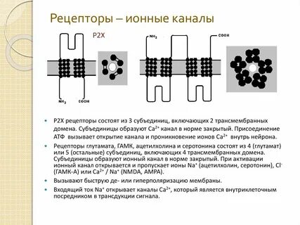 Рецептор каналы