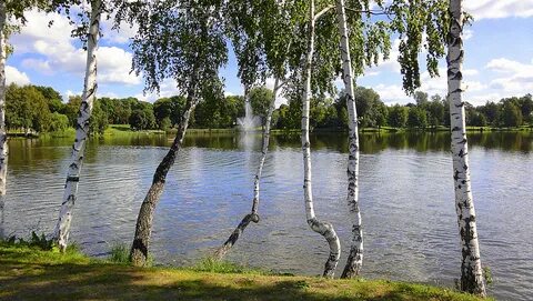 Березовая роща на берегу реки