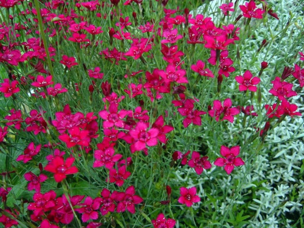 мелкие красные. гвоздика травянка (dianthus deltoides). маленькие красные цветочки. пеларгония balcon red. мелкие красные цветы.