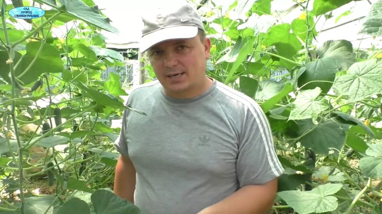 Огурцы в теплице плохо плодоносят. Огурец в плохом качестве. шпалера для огурцов своими руками. как высоко растут огурцы.
