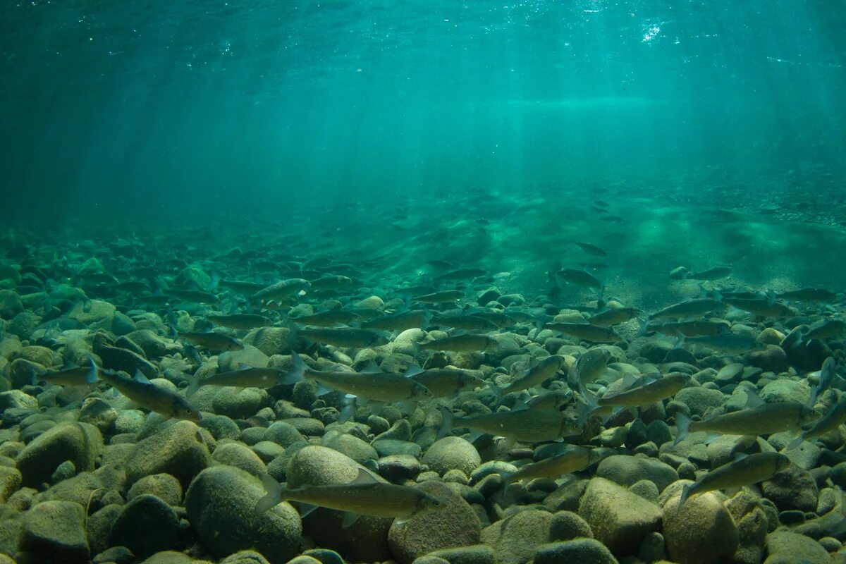 Дно озера. Река под водой. Море под водой. Дно реки.