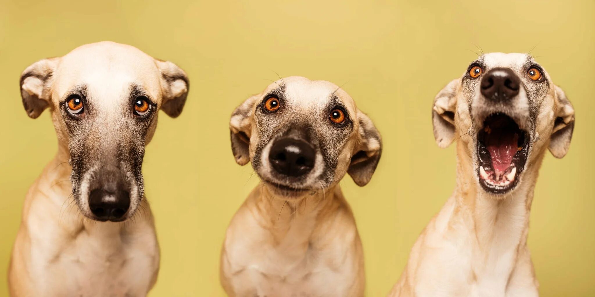 Эльке Фогельзанг. Elke Vogelsang собаки. Веселая собака. Эмоции животных в рисунках и фотографиях. Animals emotions