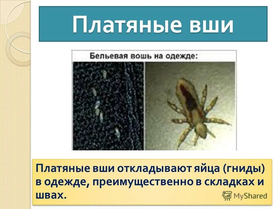 Вши являются переносчиками возбудителей. Платяные вши заболеваний являются. Возбудитель сыпного тифа вши переносчики. Платяные вши заболеваний являются. Платяная вошь переносчик возбудителя.