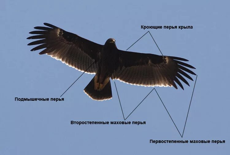 Сонник Наблюдать За Сексом