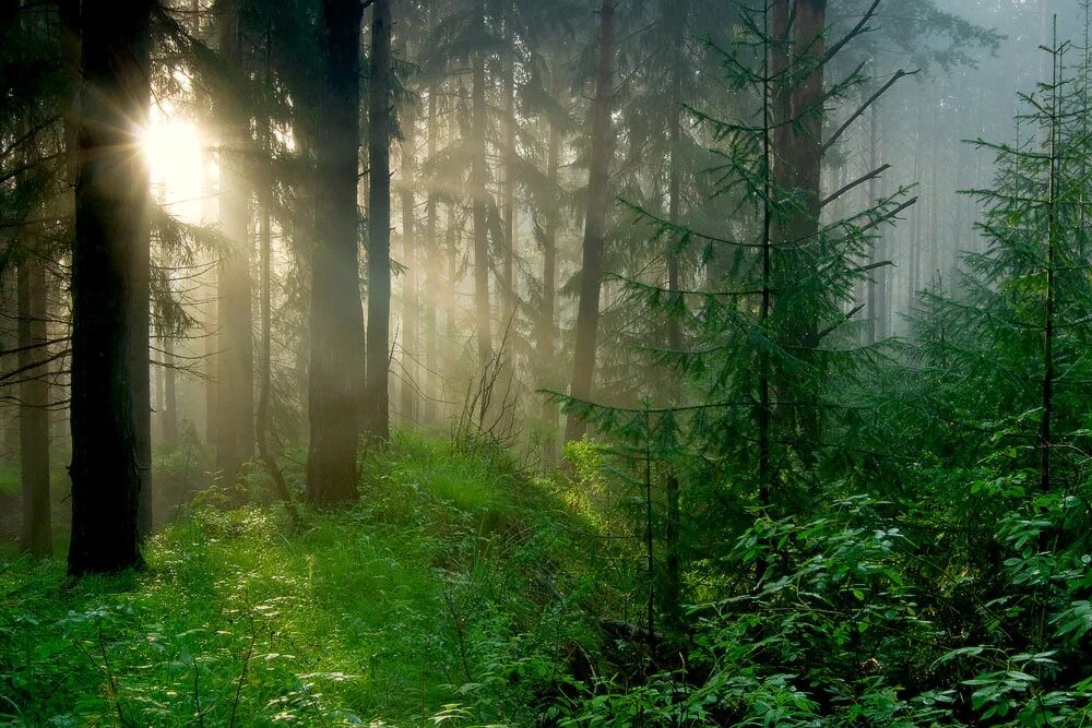 Дарк форест густой лес. «ночь в лесу». Лес призраков (the forest), 2015. Глаза в лесу в темноте. Мрачный зимний лес.