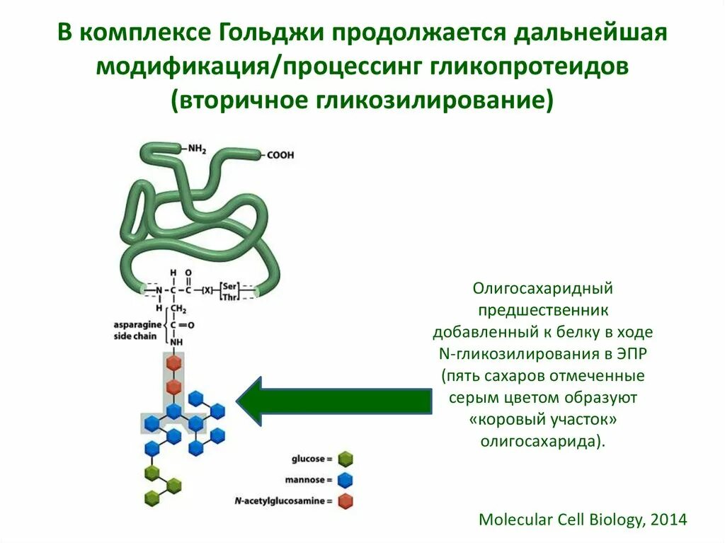 Транспорт белка происходит. Модификация белков в аппарате Гольджи. Модификация белков происходит в комплексе Гольджи. Процессинг аппарат Гольджи. Аппарат Гольджи Синтез белка.