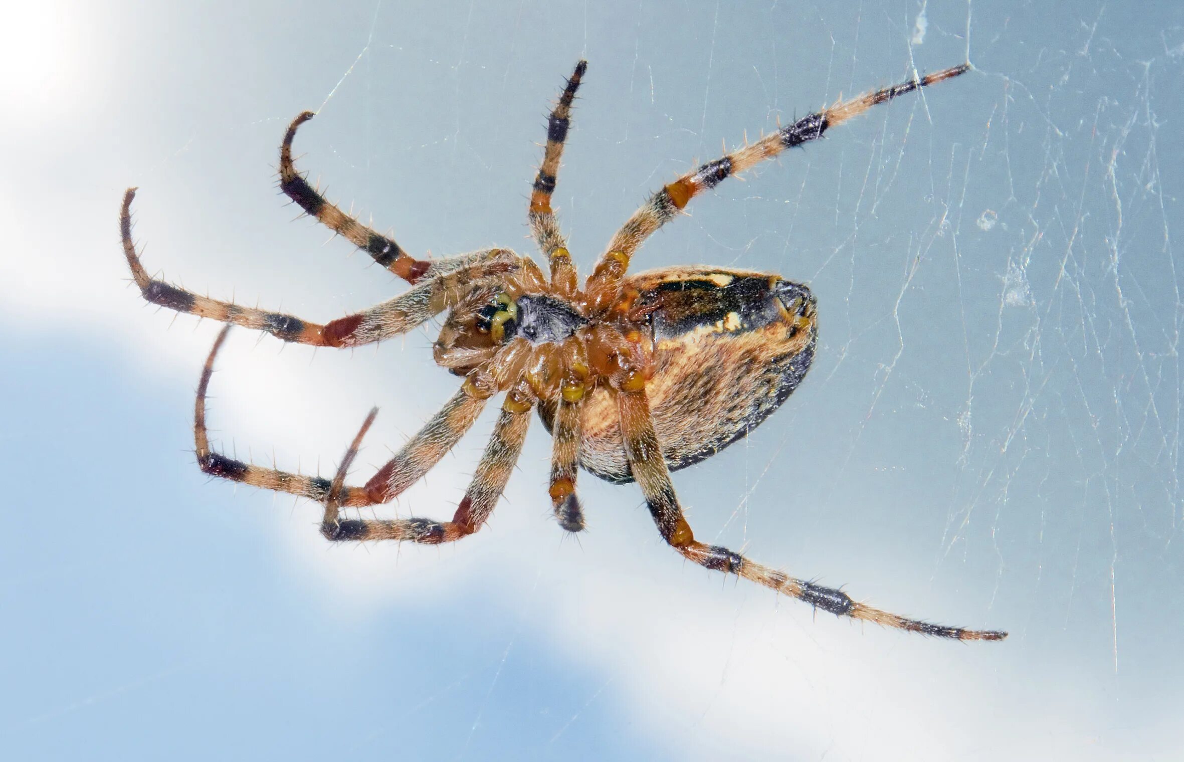 Паук относится к паукообразным. Паук Арахнид. Araneus diadematus паук крестовик. Araneus diadematus - крестовик. Мигаломорфные пауки.