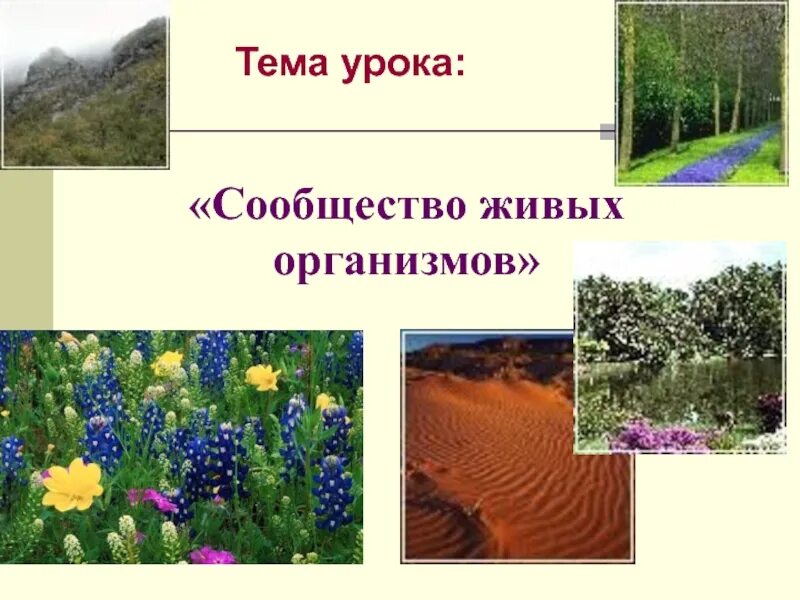 Природные сообщества 5 класс урок. Сообщество живых организмов. Естественные сообщества живых организмов. Естественные и искусственные природные сообщества. Природные и искусственные сообщества живых организмов.