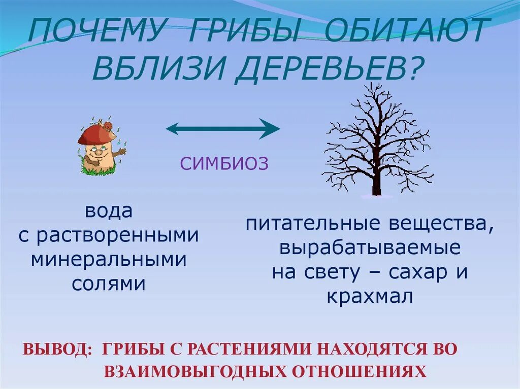 Почему некоторые грибы живут вблизи деревьев. Почему грибы обитают вблизи деревьев. грибы производят питательные вещества на свету. почему некоторые грибы могут жить только вблизи деревьев. при симбиозе дерево получает от гриба вещества.
