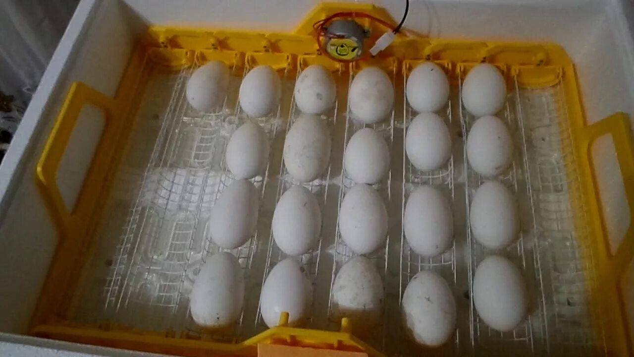 Гусиные яйца для инкубации купить. Инкубация гусиных яиц овоскоп. Гусиные яйца в инкубаторе. Первое овоскопирование гусиных яиц в инкубаторе. Гуси инкубация овоскопирование.
