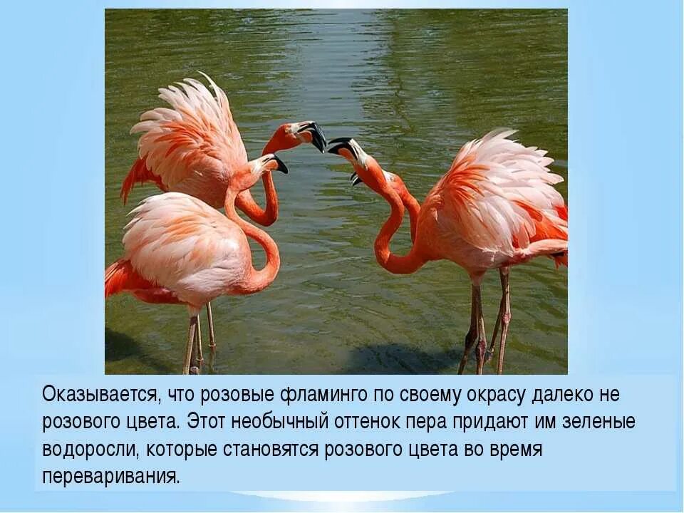 Фламинго информация. Интересные факты о фламинго. розовый фламинго интересные факты. фламинго интересные факты для детей. сообщение о фламинго.