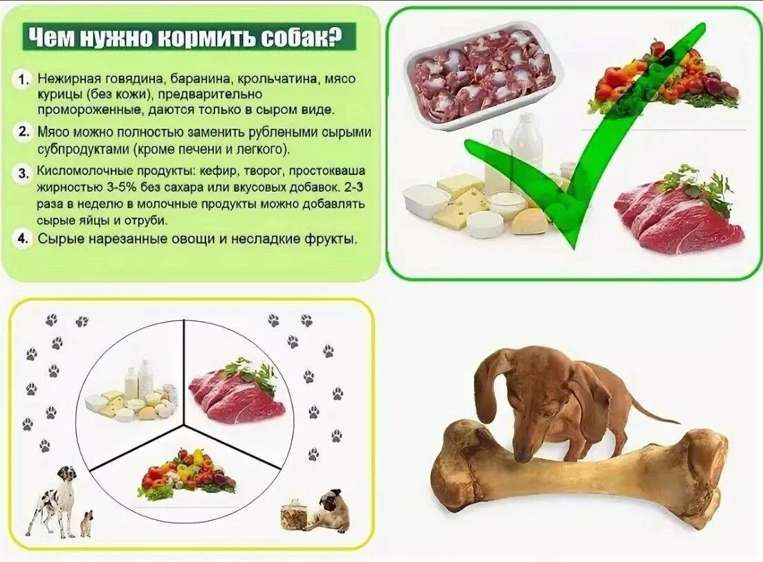 Питания корм собак. Рацион собаки. Еда для домашних животных. Рацион питания собаки. Рацион натурального питания для собак.