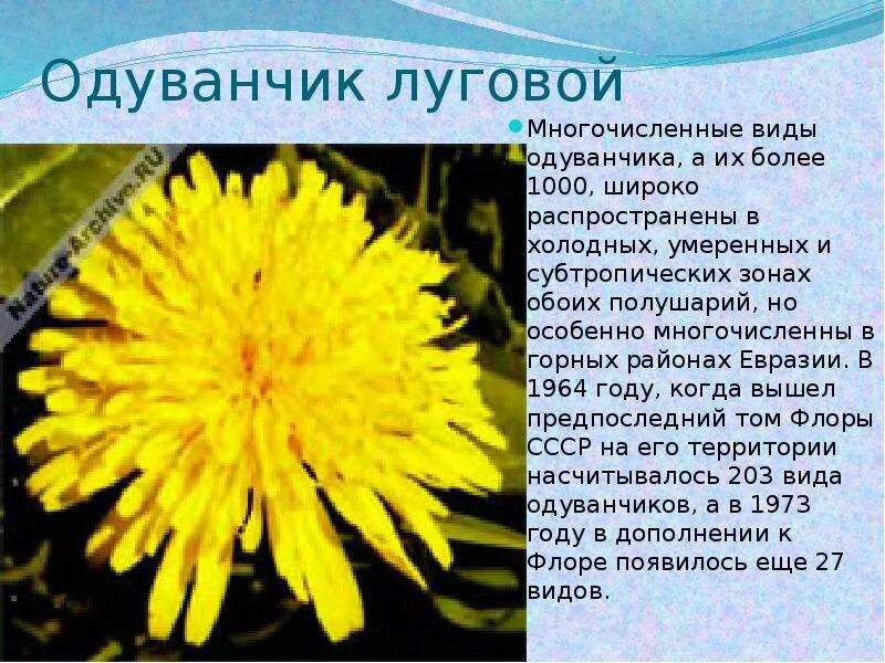 Виды одуванчиков. Классификация одуванчика. Классификация растения одуванчик. Систематика одуванчика. Сходства одуванчика