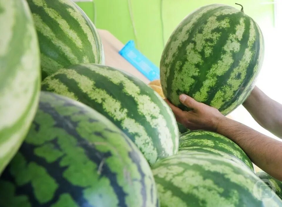 Характеристика сорта сахарный малыш. Сорт арбуза сахарный малыш. Арбуз сахарный мальчик. Арбуз сахарный малыш. Архангельские арбузы.