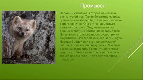 В какой среде обитает соболь