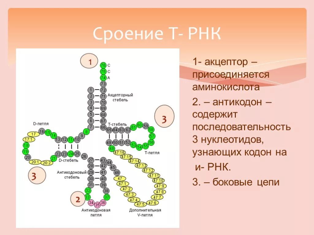 Антикодон т-РНК. Цепочка ТРНК. Акцептор ТРНК. Кодон и антикодон.