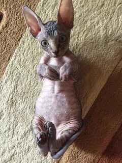 Кот сфинкс мальчик