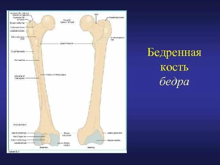 Строение бедренной кости анатомия. Бедренная кость метафиз. Диафиз бедренной кости анатомия. Бедренная кость анатомия кт.