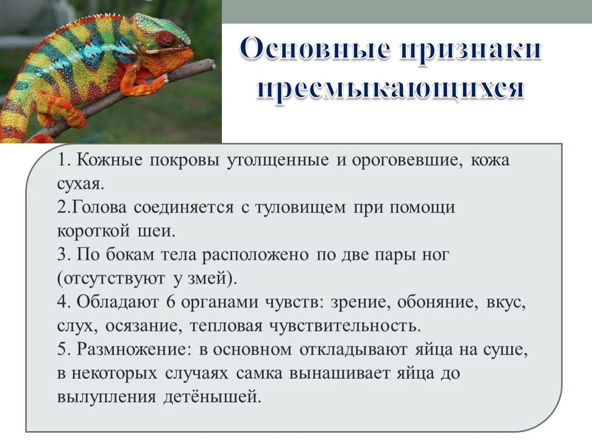 Приведите по три примера животных пресмыкающиеся. Главный признак пресмыкающихся. Признаки класса пресмыкающихся. Класс пресмыкающихся характерные признаки. Пресмыкающиеся характеристика.