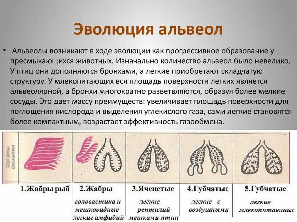 Альвеолярные легкие характерны для. Эволюция дыхательной системы. Эволюция дыхательной системы животных. Эволюция органов дыхания хордовых. Эволюция дыхательной системы хордовых животных.