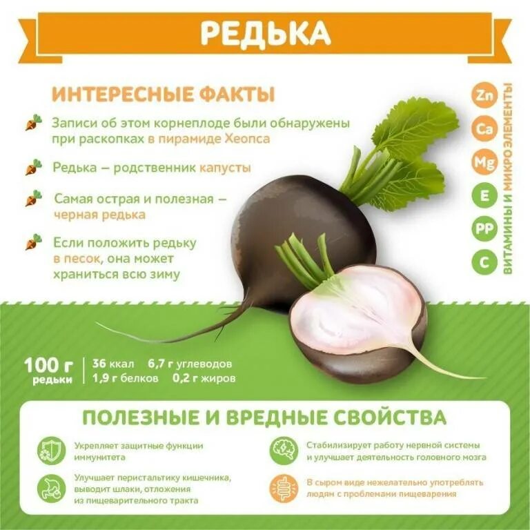 Редька калорийность на 100. Редька дайкон бжу. Редька витамины. Дайкон польза и вред для организма. Редька дайкон желтая.
