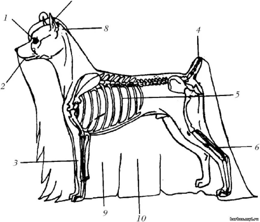 Схема йоркширского терьера. Схема стрижки йорка головы. Керн терьер схема тримминга. Схема йоркширского терьера. Схема стрижки йоркширского терьера.