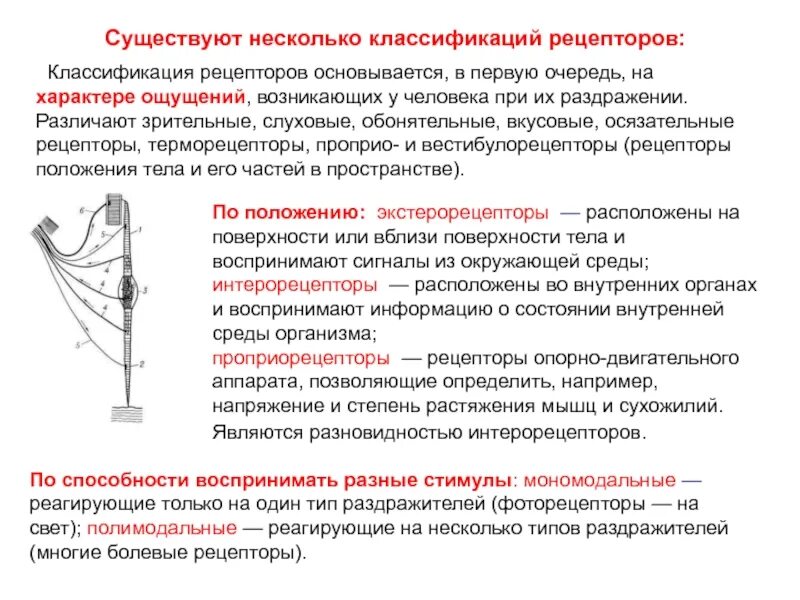 Классификация рецепторов зрительные слуховые. Классификация рецепторов по способности воспринимать разные стимулы. Рецепторы классификация рецепторов. Классификация рецепторов по характеру воспринимаемой среды.