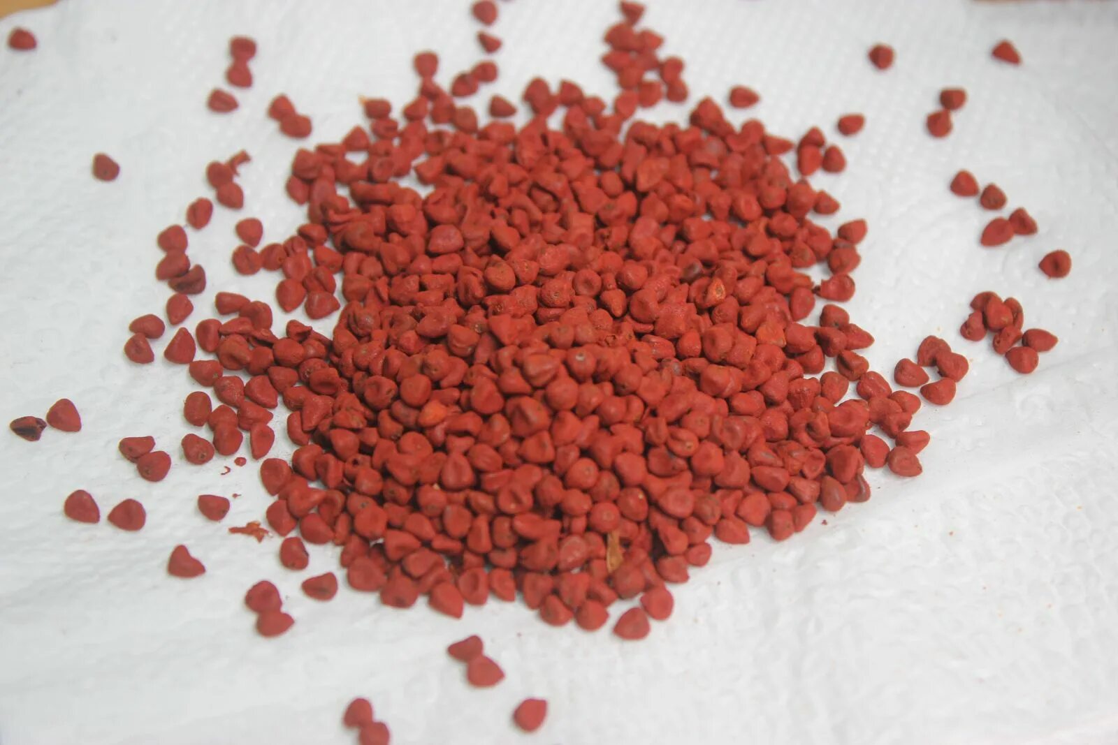 красные семена. семена красного цвета. семена красного цвета. красные семена для еды. маленькие красные семена.