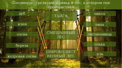 Соедините соответствие