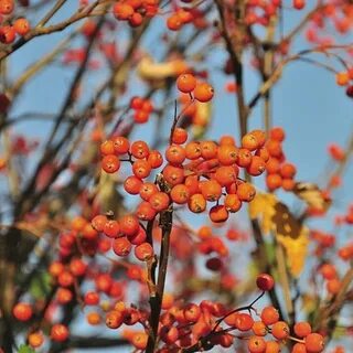 Можно ли есть рябину оранжевую