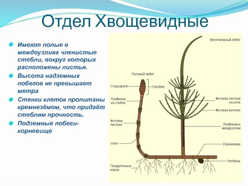 Хвощ полевой корневище. Отдел Хвощевидные строение. Междоузлия полые у хвощей. Вегетативный побег хвоща полевого.