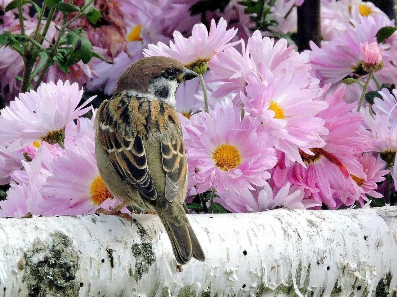 Птицы утром. Птица с цветами. Доброе утро птицы и цветы. Августовские птицы.