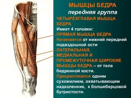 Четырехглавая мышца бедра анатомия